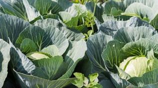 Sofranızdaki sessiz kahraman! Kalp krizi riskini azaltan sebzeler hangileri?