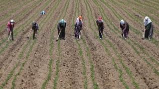 Tarım işçilerinin günlük ücreti 2025'te arttı