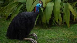 Tepeli deve kuşu dünyanın en tehlikeli kuşu ilan edildi! İşte korkutan özellikleri