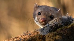 6 bin yıllık gizem! Nesli tükenmiş iki tür yeniden bulundu
