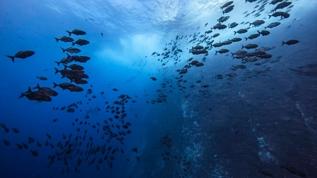 Atlantik'in 500 kilometrelik dev kanyonunun sırrı çözüldü