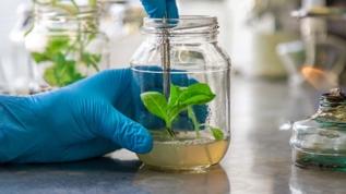 Bitkilerde nefes alma anı ilk kez kaydedildi! Bilim dünyasında çığır açan görüntüler