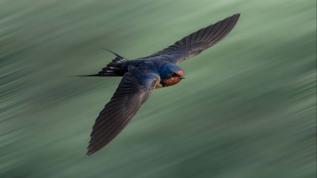 237 tür incelendi! Uçan hayvanlar zamanı iki kat hızlı algılıyor