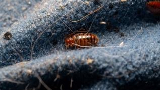 Haşere kontrolünde devrim! Tahtakurularının zayıf noktası su