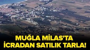 Muğla Milas'ta icradan satılık tarla!