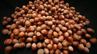 Türkiye, fındık ihracatından iki ayda 388 milyon doları aşkın gelir sağladı