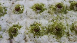 Ustasından Ramazan sofralarının vazgeçilmezi güllaç yapımının püf noktaları