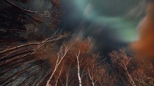 ABD'de 41 kez kaydedildi! Ağaçların fırtınada yaydığı koro ışığı şaşırttı