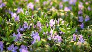 Bahçe uzmanlarından hızlı büyüyen zemin kaplama bitkileriyle etkili sonuçlar