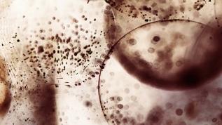 Fas'ta bilim dünyasını sarsan antik mikrobiyal izler bulundu