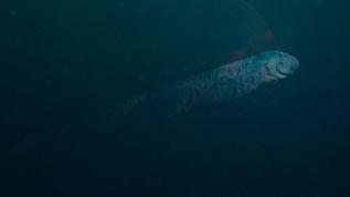 Meksika'da 'kıyamet balığı' paniği! Oarfish görüntüsü sosyal medyayı salladı
