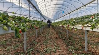 Rengi, tadı, aroması bambaşka... Örtü altında bahar hasadı yapılıyor: Kilosu 160 liradan alıcı buluyor