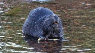 Bir nehri kurtarmak için kunduzları getirdiler! 6 yıl sonra olanlar herkesi şaşırttı