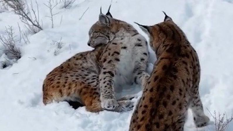 Erzincan'da iki vaşak görüntülendi
