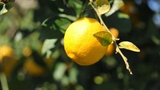 Ticaret Bakanlığı, limon ithalatında gümrük vergisini yeniden düzenledi