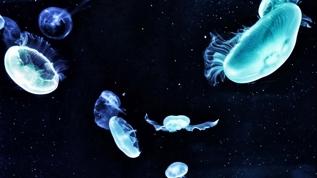 Uzayda denizanası araştırması! Bilim insanlarından dikkat çeken sonuçlar