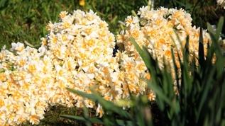 Adıyaman'ın Gerger ilçesinde nergisler çiçek açtı