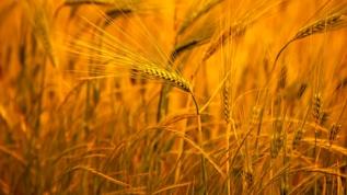 Araştırma ortaya koydu! Bitkiler zor şartlarda büyümeyi askıya alıyor