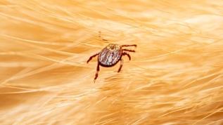 Bilim insanlarından uyarı! Keneler birden fazla enfeksiyon bulaştırıyor