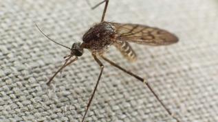 Doğanın savunma sistemi! Sivrisinekler bu bitki kokusundan kaçıyor