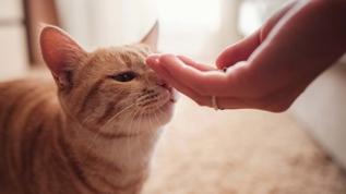 Kedilerin garip alışkanlığı çözüldü! Ter kokusu onlara neden çekici geliyor