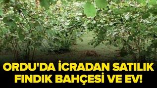 Ordu Perşembe'de icradan satılık fındık bahçesi ve ev!