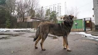 Çernobil'deki köpeklerin DNA'sı bilim dünyasını şaşırttı
