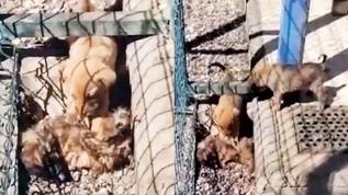 CHP'li belediyeye ait barınakta rezalet! Yavru köpek ölen kardeşini yedi