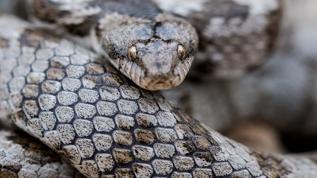 İklim krizi yeni korku yarattı! Yılanlar artık daha geniş alanlarda