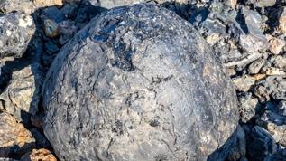 Yıllarca yanlış bilindi! Dinozorlar yumurtalarını kuşlar gibi ısıtamıyordu