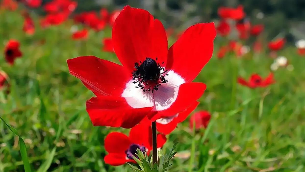 Havalar ne zaman ısınacak? Soğuk havalar ne zaman bitecek?