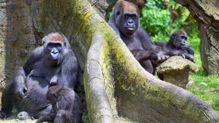 DRC'de 3 ayda 2 ikiz doğum! Dağ gorillerinde tarihi artış