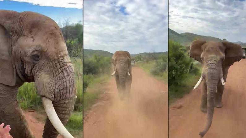 Safari turunda Türk turistleri fil kovaladı, badire atlatıldı