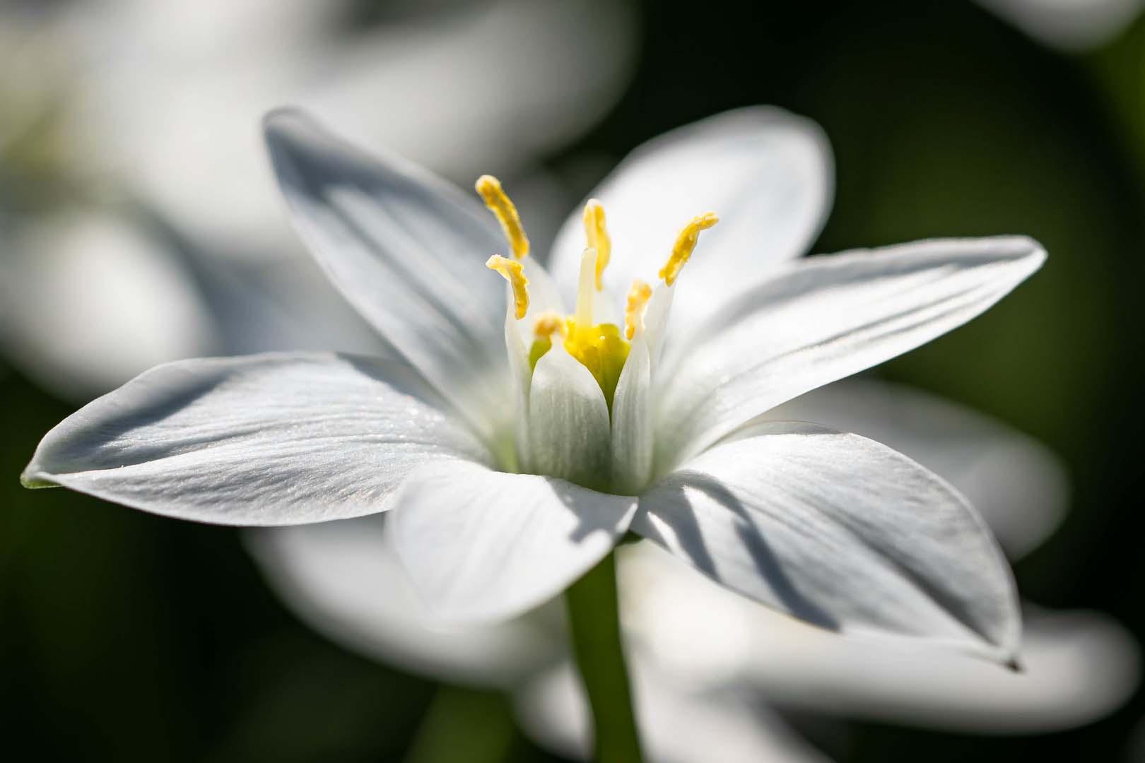 Uzmanlardan bahar zambağı uyarısı! Kalp durmasına yol açabilir