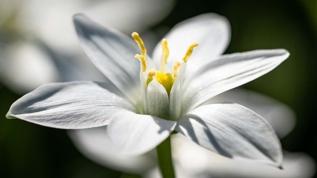 Uzmanlardan bahar zambağı uyarısı! Kalp durmasına yol açabilir