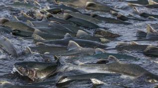 Balıklar yok oluyor! BM raporu ortaya çıktı