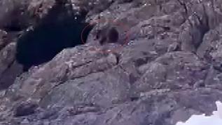 Beytüşşebap'ta kış uykusundan uyanan ayı yiyecek aradı