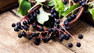 Dünya bunu konuşuyor! Aronya meyvesinin gizli gücü