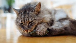 Kedi nanesi kedileri neden büyülüyor? Bilim insanlarından çarpıcı açıklama