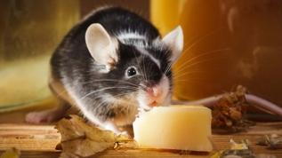 Yıllarca yanlış bilindi! Farelerin favorisi peynir değil