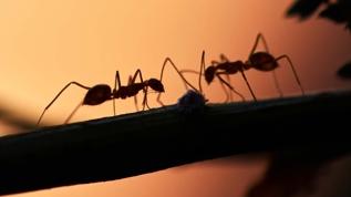 Karıncalar yabancıları kabul etmeyi öğreniyor! Bilim insanları şokta