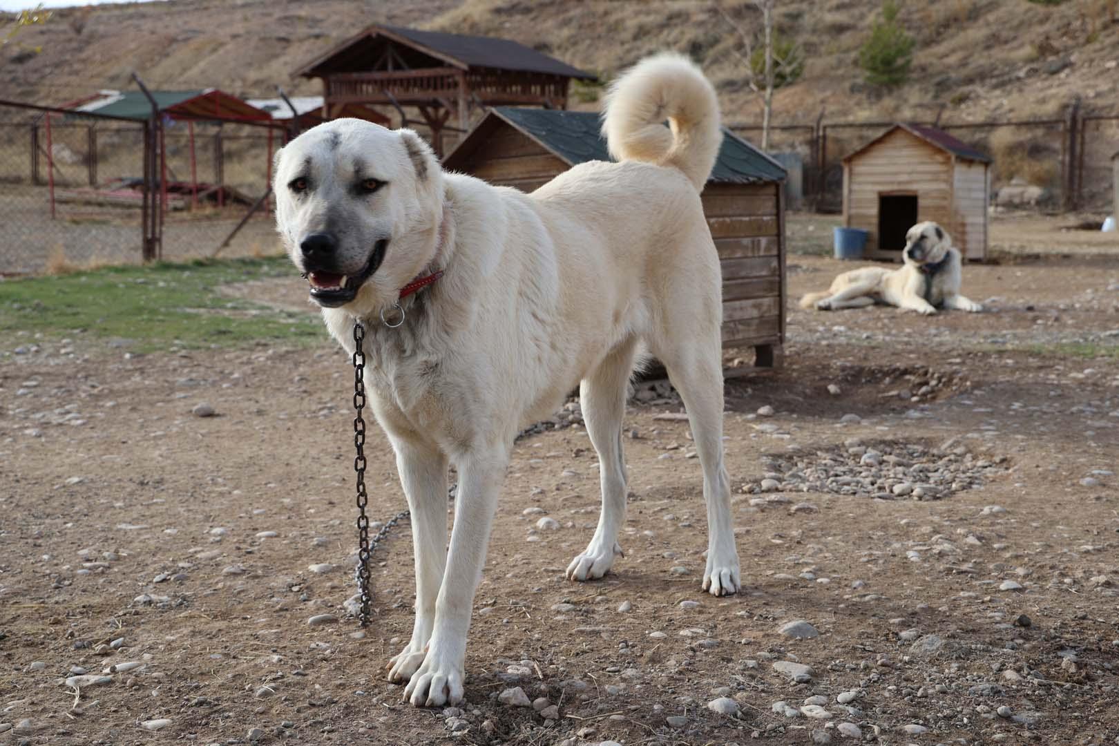 Köpeklerin evcilleştirilme hikayesi Türkiye'den başlıyor! Pınarbaşı'nda bulunan fosil ortaya çıkardı