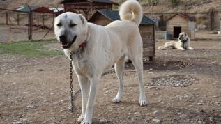 Köpeklerin evcilleştirilme hikayesi Türkiye'den başlıyor! Pınarbaşı'nda bulunan fosil ortaya çıkardı