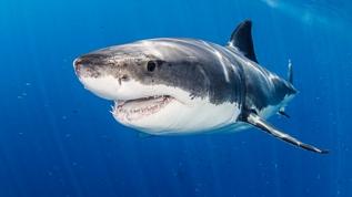 Turizm köpekbalıklarını hasta ediyor! Kokain ve kafein tespit edildi