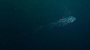 Vietnam kıyılarında dev balık paniği! Gizemli görüntü merak uyandırdı