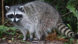 Bilim insanları bile şaşırdı! Rakunlar eğlenmek için problem çözüyor