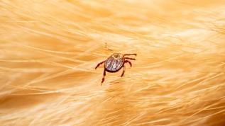 Halınızda saklanıyor olabilir! Keneler düşündüğünüzden daha uzun yaşıyor