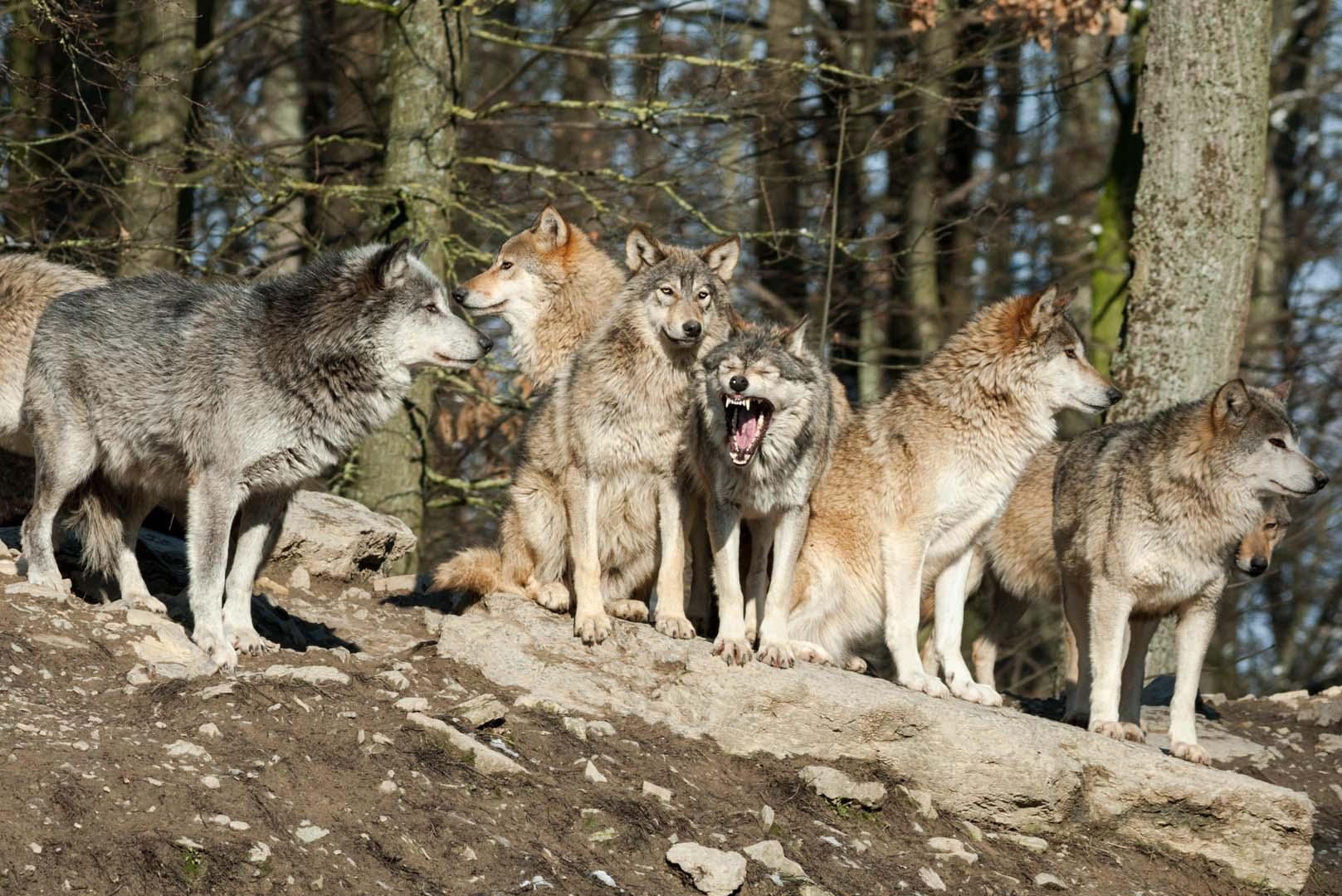 Kurt sürüsüne toplu ötenazi! Uzmanlar son çareyi seçti