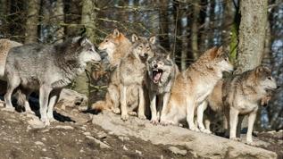 Kurt sürüsüne toplu ötenazi! Uzmanlar son çareyi seçti