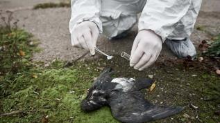 Kuş gribi haritası dünyada alarm veriyor! ABD, Çin ve Avrupa risk altında